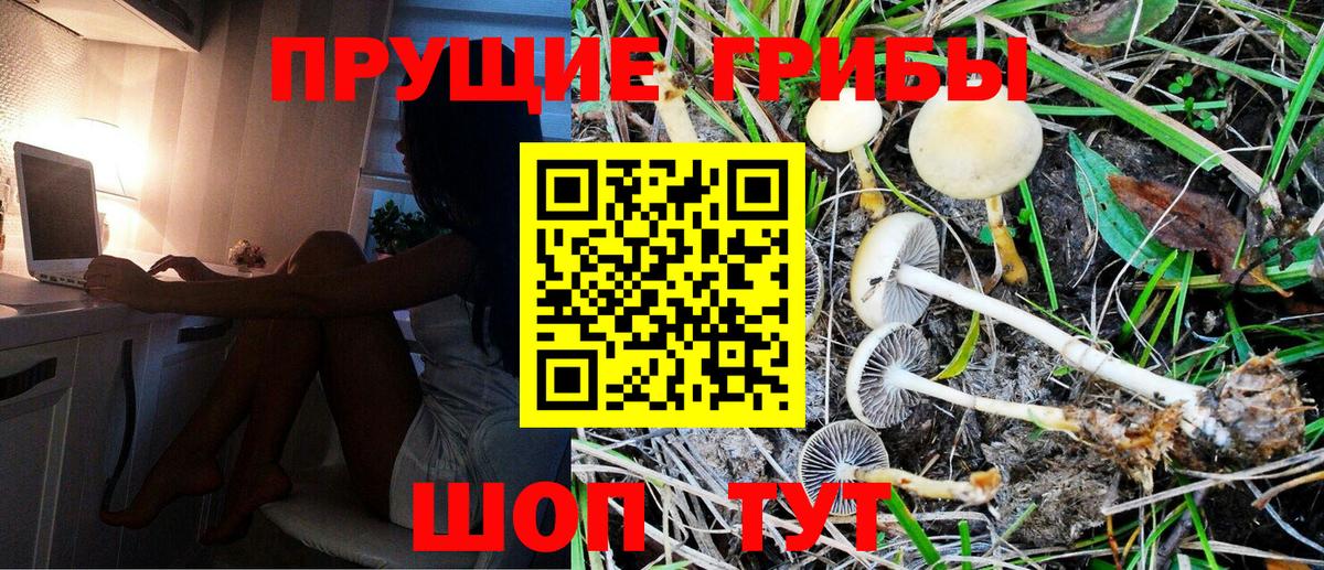 Тамбов  Галлюциногенные грибы Psilocybine cubensis  Вход с VPN 